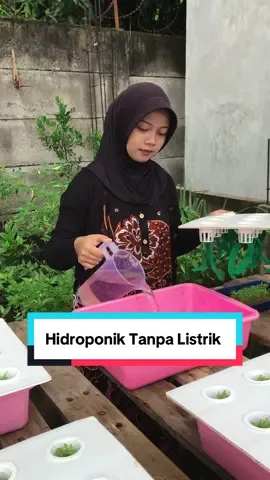 Belajar menanam hidroponik dari awal sampai panen. #belajarhidroponik #hidroponikrumahan #berkebun #infarm #infarmid #nutrisiabmix #fyi @infarm id 