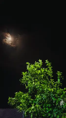 #ومرك_ي_الطريق #عزيز_بلد🌿  #صلاح_الدين #fyp #تصويري📷  : : : : : : : : : : : #🤍🕊 