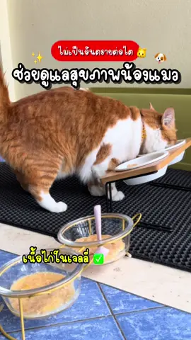 #ทาสแมว #อาหารเปียกแมว #เปียกแมวเคท #เปียกแมวไม่เติมเกลือ #ดูแลไตแมว #อาหารเปียกบํารุงแมว 