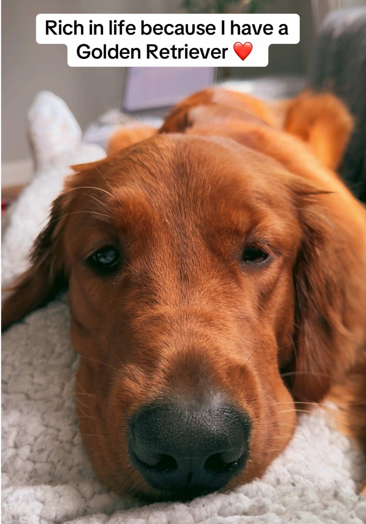 Rich because of YOU #golden#goldenretriever#goldenretrieverlife#goldenretrieverpuppy#goldensoftiktok#goldenretrievers#puppy#lolita#dogmom#mychild#dogmomlife#doglover#lovemydog#mygoldenretriever#fyp#fyppppppppppppppppppppppp#richinlife 