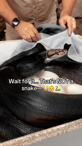 That escalated quickly! 😆 #fypシ #dodgechallenger #carsoftiktok #foryoupage #viraledit 