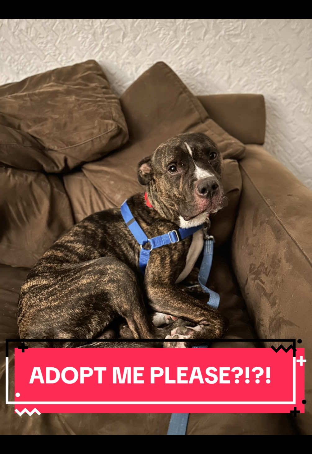 Shaq 2025 adoption hype video! #chicagorescuedog #chicagotiktok #Chicago #otat #otatchicago #chicagoanimalrescue #shelterdog #fosterdogfamily #fosterpup #chicagofosterdog #chicagodogsoftiktok #chicagofosterpup #onetailatatime #pittiesoftiktok #rescue #rescuedog #rescueanimals #rescuedogs #chicagoanimalcareandcontrol@cathymcnamara255 @Matt Pat @OTAT 