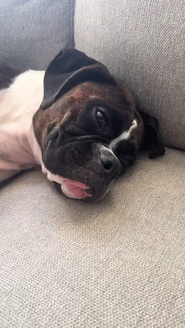 It’s ruff being so great 🤣#boxerdog #pets #boxersoftiktok #dogsoftiktok #dogs #doginfluencer #dogpack #rescuedog #furryfriends 
