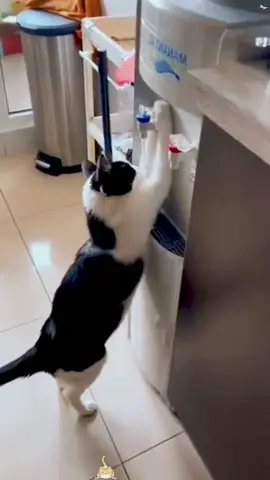 Independent kitten 🐈‍⬛ #foryoupage #cats #pers #foryou #fyp #funnyvideos #funny #catsftiktok #cute #PetsOfTikTok 