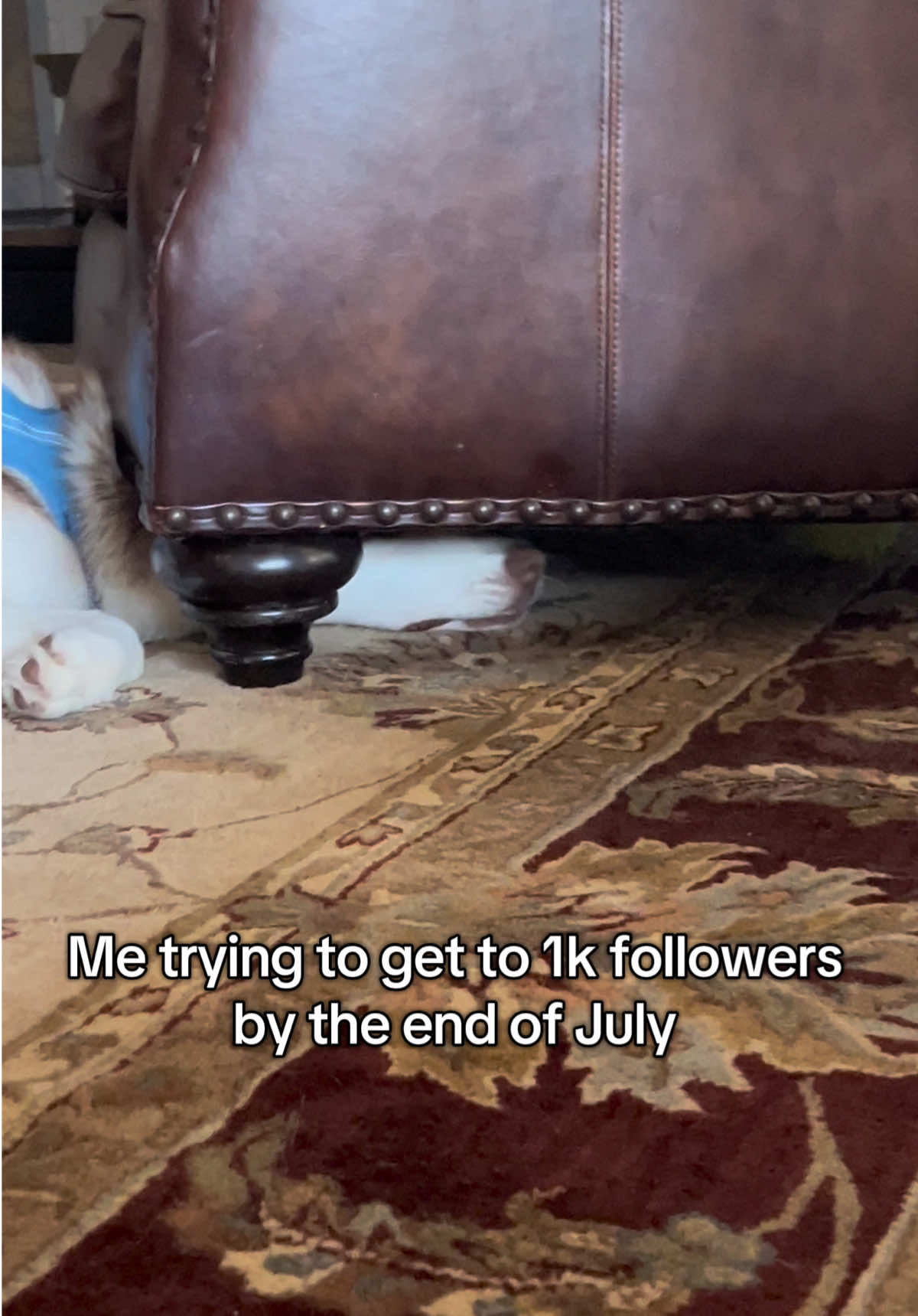 Thanks for all the support 🥺 #dogsoftiktok #1k 