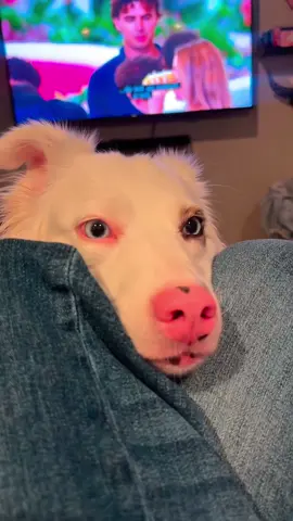 When the dog understands English #dog #funny #dogsoftiktok #foryou #funnyvideos #fyp #fypシ 