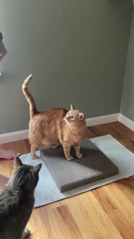 merry liked it  #cementcat #cementboard #catsoftiktok