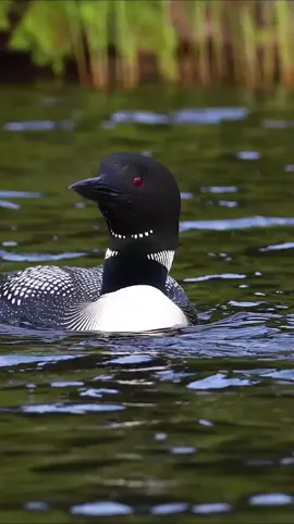 Common loon #hutan #hewan #alam #liar #burung #burung 