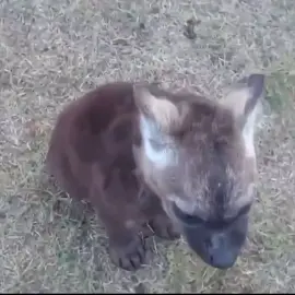 #hyena 