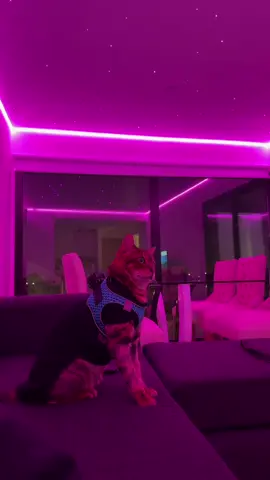 Con la atención que mira tiger 😍✨