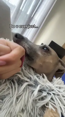 Intrusive thoughts #dog #funny 