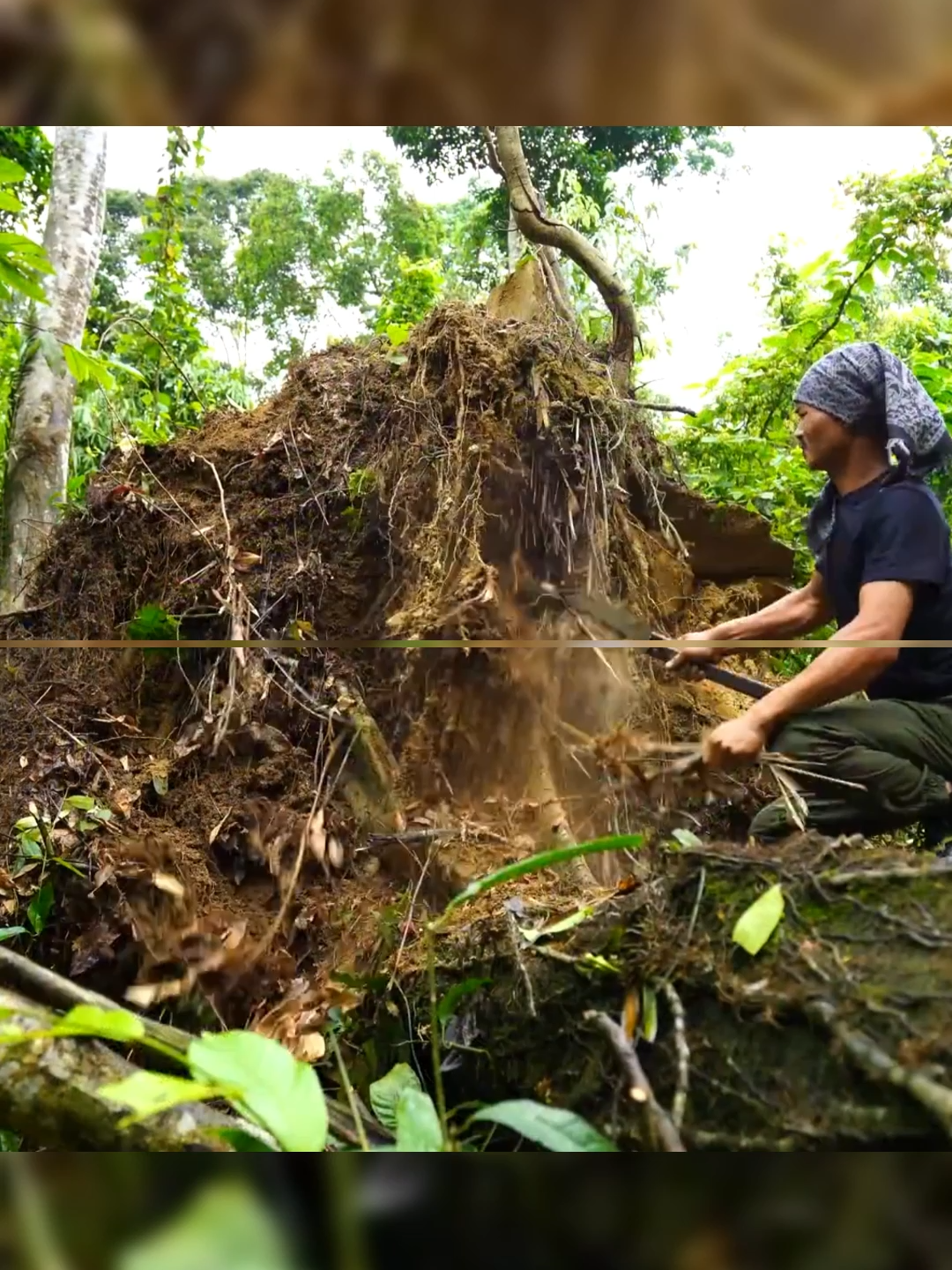 I built a bushcraft survival house hidden deep beneath a giant fallen tree root P1 #bushcraft #build #camp #camping #survival #shelter #wildlife #Outdoors #outdoor #viral #fyp