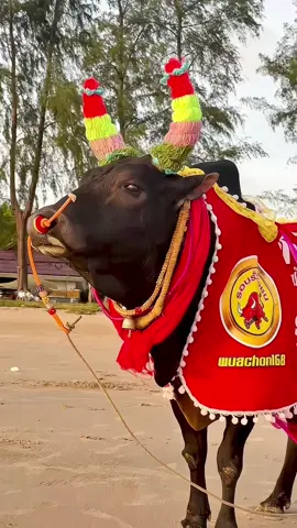 โคโหนดงามสิงห์สยาม ซาดิสม์