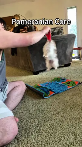 Dramatic Pomeranian 😅🤣#funny #foryou #pomeranian #dog #happy #tiktok #doglover #pet