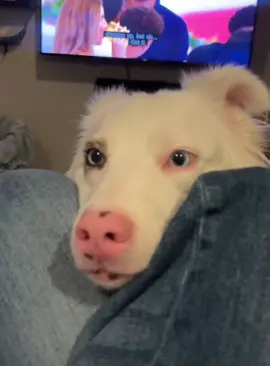 Drama dog #dogsoftiktok #funnydogs #foru #fyp 