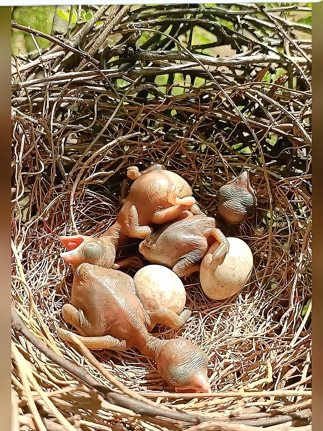 Small birds of the Rufous treepie bird❤❤❤#bird #motherbird #nature
