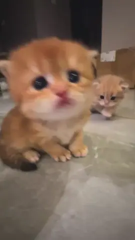 little baby🥰#kitten #cute #cat #catlover #meow #catbaby 