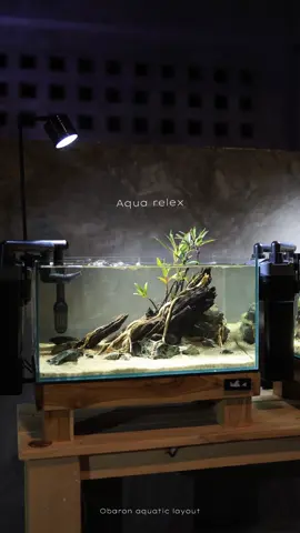 ชุดเซทพร้อมเลี้ยงสไตล์ ลำธาร ขนาด 40 x 25 x 20 cmอุปกรณ์ครบพร้อมเลี้ยง  ลูกค้าสั่งจัด ขอบพระคุณครับ  Obaron Aquatic Layout ##obaronaquaticlayout##aquaticplant##hillstream##hillstreamtank##aquaticmaterials##aquaticconserve##decoration#ตู้ไม้น้ำ#ตู้ไม้น้ําโชว์#ตู้ไม้น้ําโชว์บจัดตู้ไม้น้ำ#รับจัดตู้ไม้น้ํา#ลำธารจำลอง#ลําธารจําลองaquati#aquaticplantsำ#ไม้น้ําน#ตู้ไม้น้ําโชว์u#aquariumope#biotope재#비오톱u#가재r#aquagarden#p#mossr#planteriora#landscapei#terrariumca#aquascapeiu#vivariumar#paludarium이프#아쿠아스케이프비#테라리움아#비바리움##아쿠아가든##플랜테리어수경예술#인테리어카페