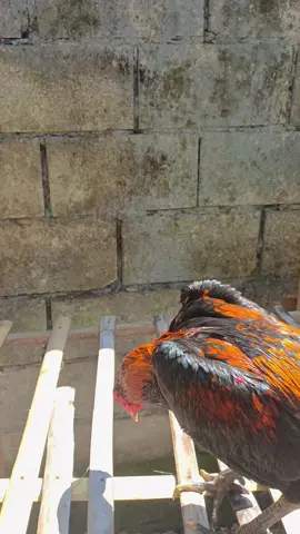 #fyp #ayambangkok #ayambangkokindonesia #ayambangkokindinesia  #masukberandafyp #lewarberandafyp 