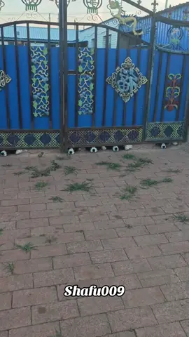 #粉丝一千万#pet#pets#cute#funny#viral#dog#funnydog#funnyvideos#foryou#IoI#fyp#fypシ゚ 