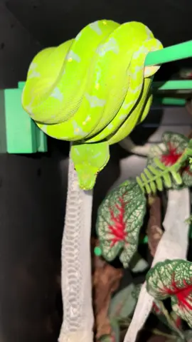 BEAUTIFUL Green Tree Python!! #fyp #foryou #foryoupage #snakes #greentreepython #beautiful #ilovesnakes 