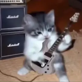 cute cat playing electric guitar #cute #cat