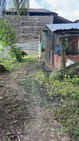 Sáng mua ổ bánh mì hk dám ăn đem vê cho e ăn, e mừng quá trời #xuhuong #cunyeu #lumientay #cúnconđángyêu 