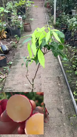 Vải không hạt - xịn sò từ gốc, quả ngọt, cây cho quả sớm, ăn siêu ngon - ngọt lịm, mọng nước đặc biệt là KHÔNG HẠT #ngocthaomeocaycoi #cayanqua #cayvaikhonghat #vaikhonghat  