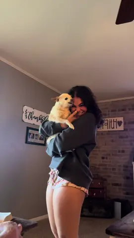 Footage of my queen pebbles  I love my chihuahua 