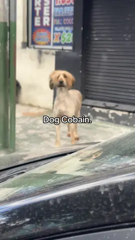 Ya extrañaba el sur de Quito #humor #dog #perros #peinado #kurtcobain #nirvana 