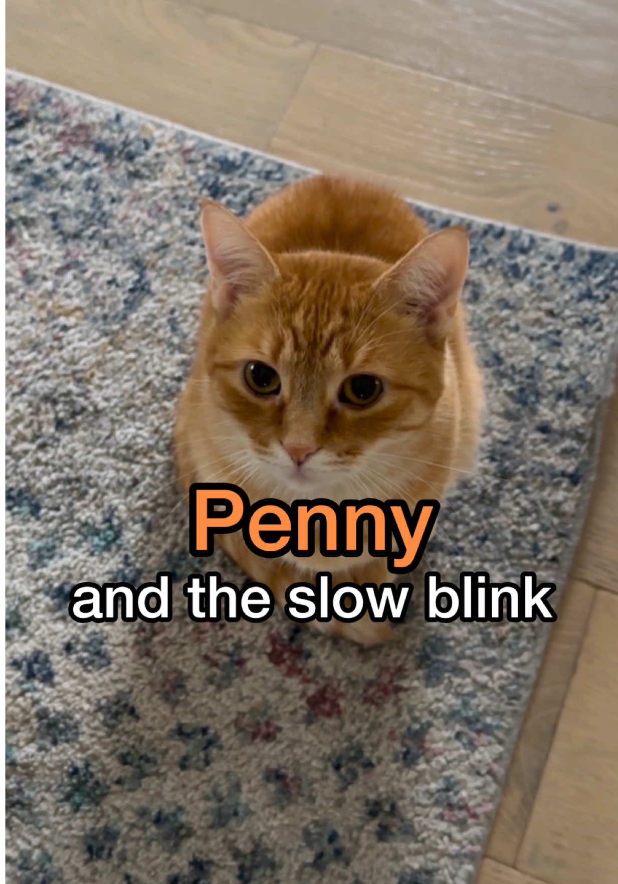 slow blinks + ginger cats = instant amnesia 