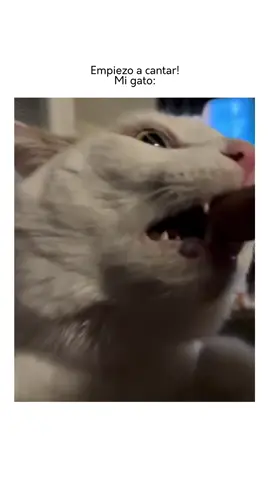 Empiezo a cantar!  Mi gato: #memennials  Vía @piri_elgato