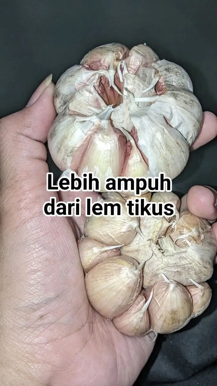Lebih Bah4ya Dari L3m tikus dan semacamnya! Semua jenis TIKUS auto Pergi selamanya dari rumah ⁉️😱 Bahan dan cara membuatnya 👇  1. Siapakan 3 siung bawang putih lalu iris² Terus taruh di wadah kecil(bebas) 2. Campurkan dengan 1 sachet ladaku merica bubuk. 3. Campur juga dengan 4 biji kapur Barus yang sudah di tumbuk atau haluskan. 4. Aduk² supaya tercampur rata. Cara penggunaan Ramuan👇 Taruh di tempat yang sering dikunjungi oleh si para tikus tikus nakal contohnya : dapur, atap plafon, lobang lobang yang menyambung ke rumah gudang dll. Kenapa cara ini efektif 🤔 ✅Ya, tikus umumnya tidak menyukai bau bawang putih, merica bubuk, dan kapur barus. Kombinasi ketiganya dapat menjadi pengusir tikus yang cukup efektif karena tikus memiliki indra penciuman yang sensitif terhadap aroma-aroma tersebut.  Penjelasan lebih lanjut: Bawang putih: Tikus tidak menyukai bau bawang putih yang menyengat dan menganggapnya sebagai aroma yang mengganggu.  Merica bubuk: Aroma pedas dari merica bubuk juga tidak disukai tikus. Mereka akan menghindari area yang ditaburi merica bubuk.  Kapur barus: Bau kapur barus yang kuat juga tidak disukai oleh tikus, sehingga sering digunakan sebagai pengusir tikus.  Semoga bermanfaat dan jangan lupa follow supaya nggak ketinggalan Tips menarik lainnya ✅🤗 #tikus #tipsngusirtikus #mengusirtikus