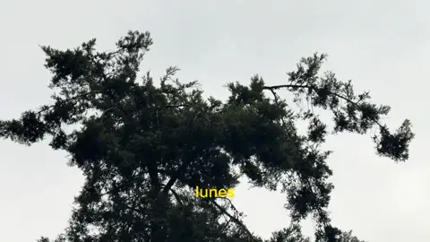 lunes #escritos #poetry #maraurbina 