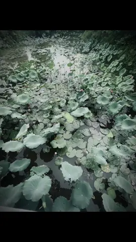 “泪水顺着我的脸颊滚落,每一滴都像一个无 法言喻的词语,一种无法分享的悲伤。” 