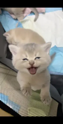 babykitty mewo ASMR 🥰🥰🥰🐈#catsoftiktok #kittensoftiktok #kitten #cattok #kitty #cattok #kittycat #cat #fyp 