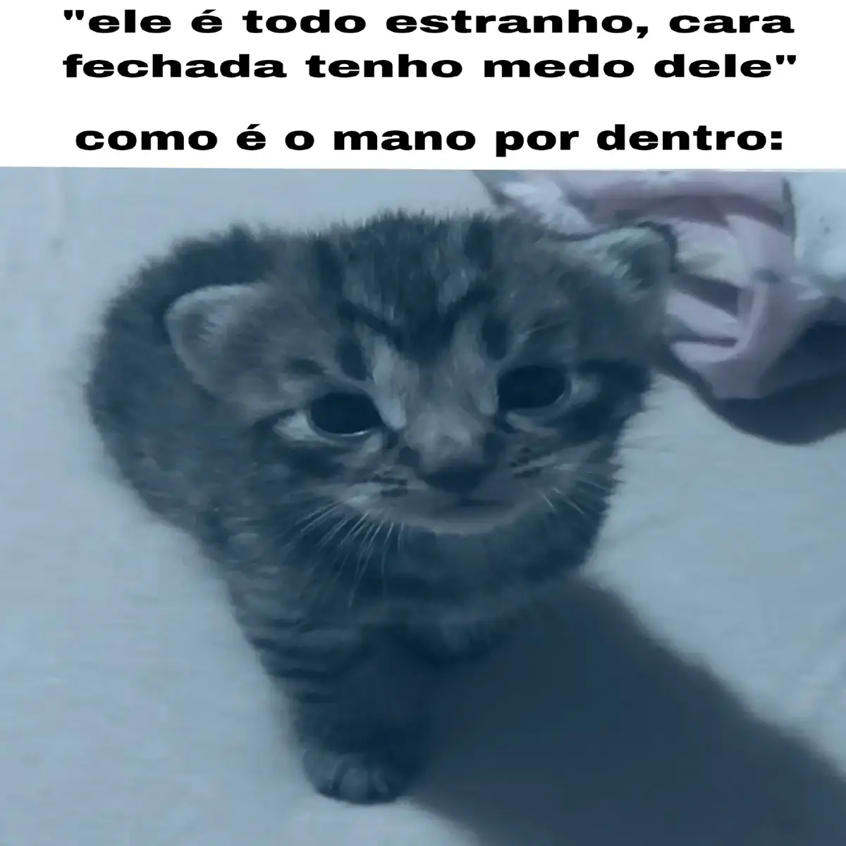 #gatos #literallyme #real #mulherdepreso🔓🕊👫💍 