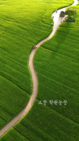 녹색이 예쁜 고창 학원농장 청보리밭 #고창학원농장 #고창 #southkorea 