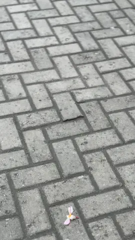 Mangu gus e candu 💙  #mangu #gusiqdam #rxking #rxkingindonesia #rxking135cc #rxkingnusantara #rxkingviral #rxkingmodifikasi #gusiqdammuhammad #storygusiqdam #fypシ #xyzbca #xyzabc #bismillahfyp #fypage #masukberandafyp #viraltiktok #tulungagung24jam #sadstory 