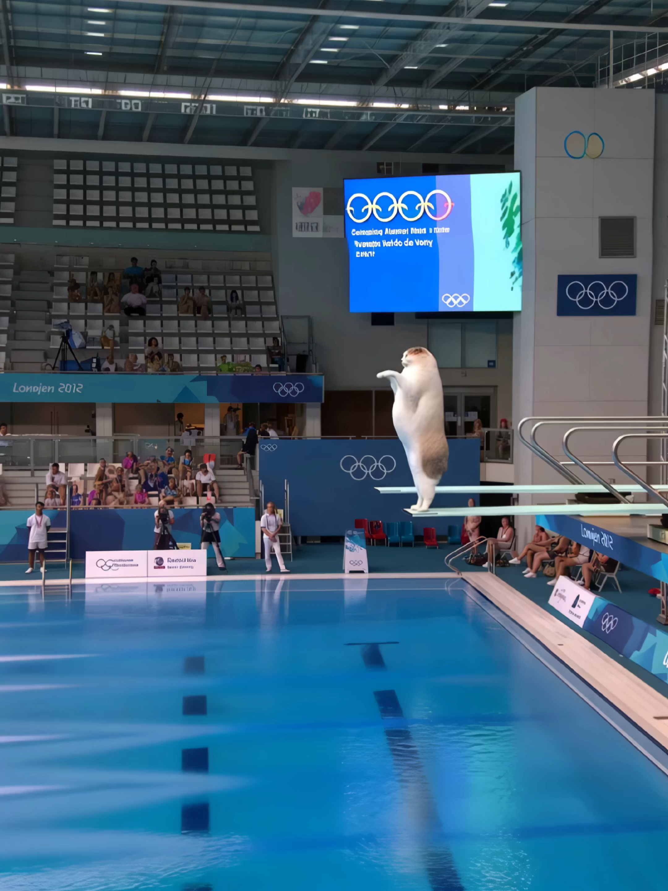 Những chú mèo béo ú thi nhảy cầu tại Olympic 😁 #HailuoAI #hailuo02 @hailuoai_official