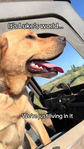 Pretty sure Luke is the favorite child🤷🏼‍♀️ definitely the favorite employee! #farmtok #harvest #familyfarm #farmdog #labrador #yellowlab #mahindra #favoritechild 