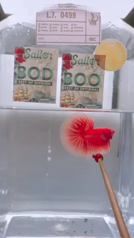 Kualitas memang ga pernah bohong 😭 #ikancupang #mansoncupangreot 