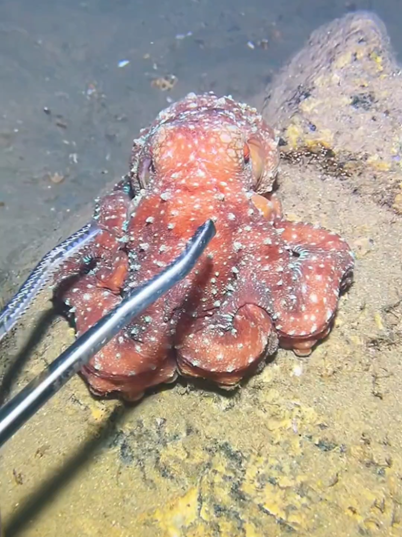#diving #crab #catchthesea #seaside #seafood #fish #eel #lobster #seangsolofishing