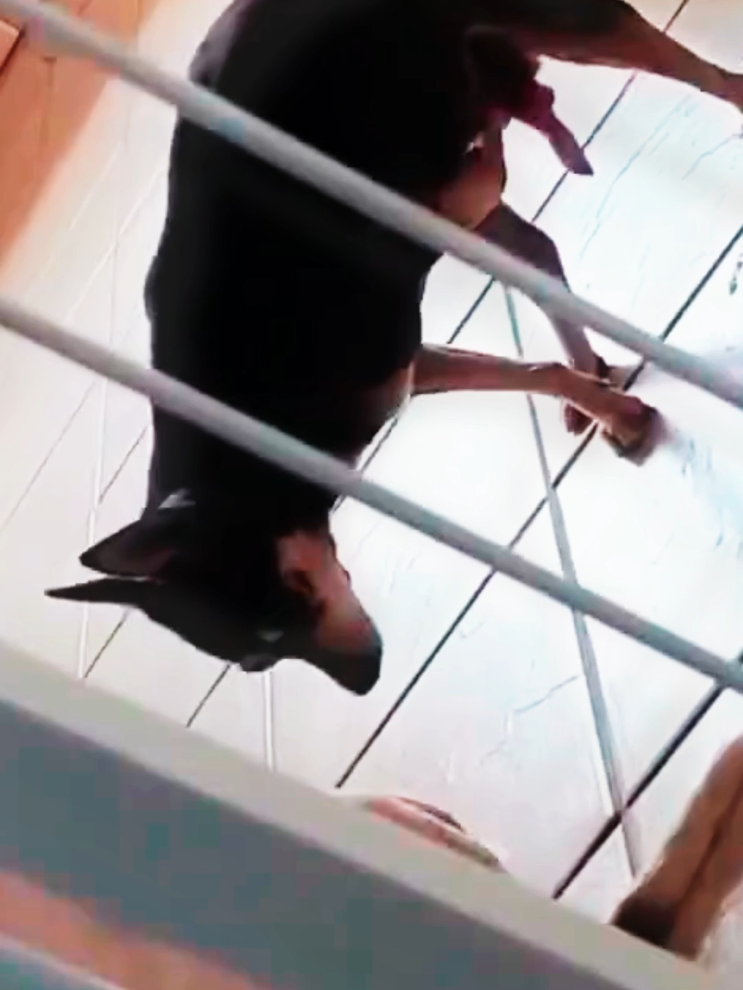 practice makes you perfect #animals #mating #viral_video #Shorts