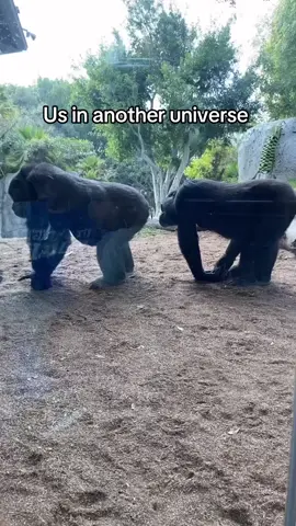 #usinanotheruniverse #fyp #monkey #gorilla #Love #nature #relatable 