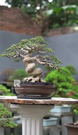 Bonsai sancang mantep 😍 Batang meliuk mantep Siap kontes Harga 11 jt Minat bisa DM atau Wa 081343933442 #bonsai #bonsaitree #bonsaiindonesia #tanamanhias #bonsaiworld  #bonsaisancang #rezabonsai 