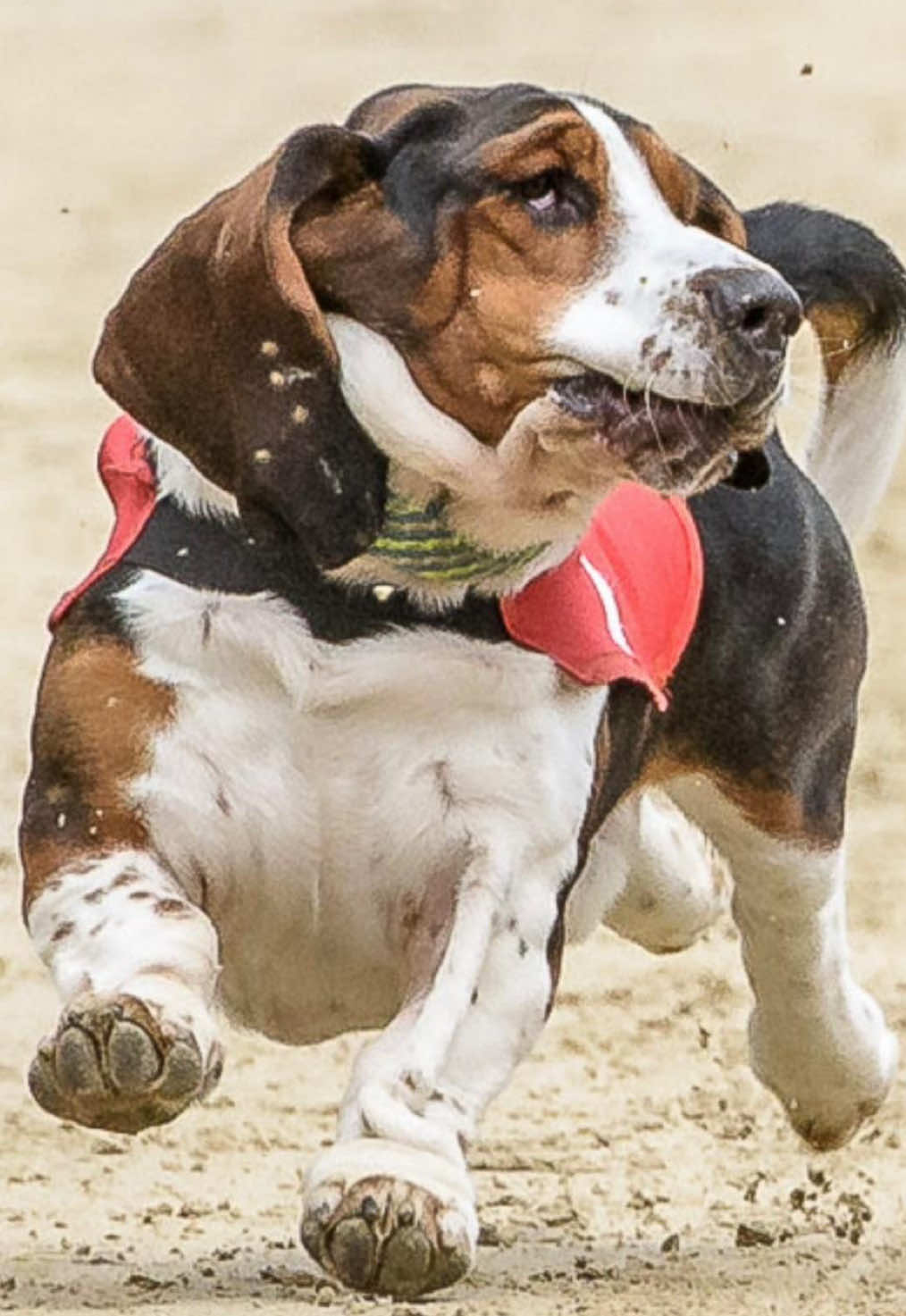 Bassetracing 😝 Manni hatte andere Pläne 🤣