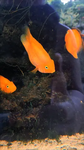 #parrotfish #aqurium #fish #pet  going big 😘😘🥳