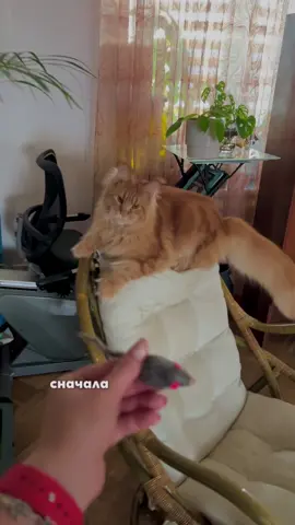 #мэйнкун #polydactylcat #mainecooncat #cat #maincoon 