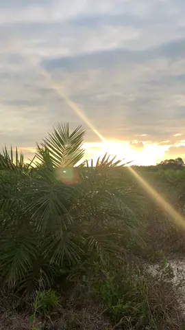 sunset+ladangsawit+lagutimur🌴🌥️#fypage #sawitontiktok #sawitindonesia #ceritasawit 